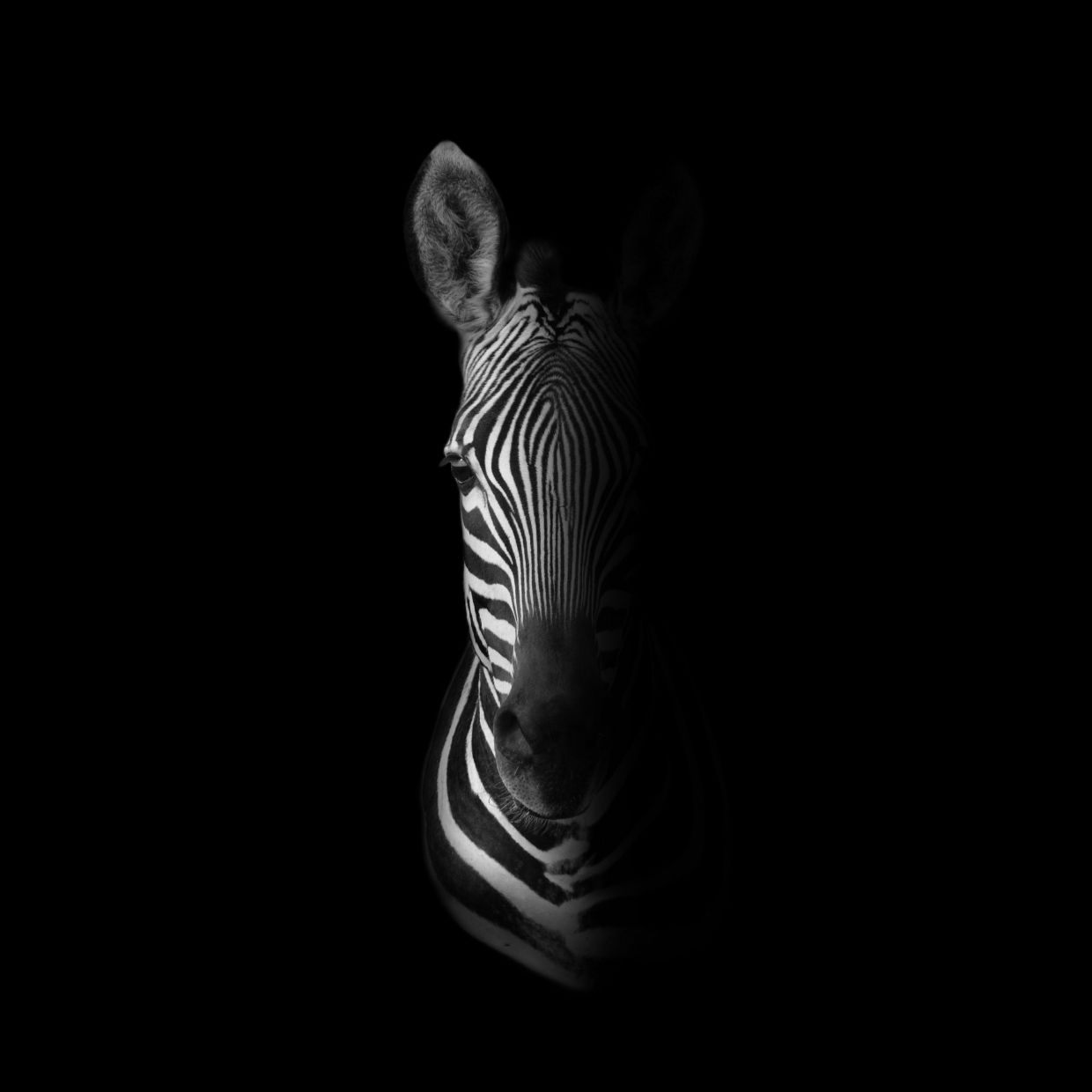 sophrologie zebre